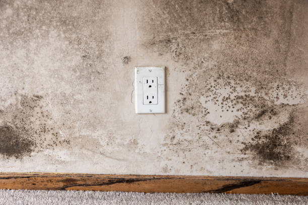 Best Airborne Mold Testing  in Harvey, MI