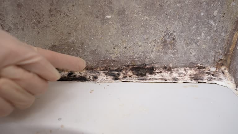 Best Mold-Related Health Consultation  in Harvey, MI